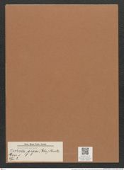 Navicula gigas (Ehr.) Kuetz. (de-Toni-Nr.: Genus 1, Species 2) Zeichnungen Sammlung Grunow Mappe 00004 (Herbarium_W_Grunow_drawings_Folder_00004)